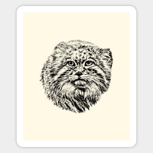 Manul Sticker